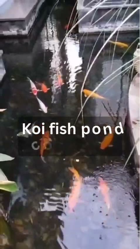 Koi Fish Ponds — clip 2